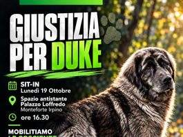 Monteforte Irpino chiede giustizia per Duke e rispetto per tutti gli animali, Lunedì 19 ottobre Sit-In con l’Onorevole Borrelli